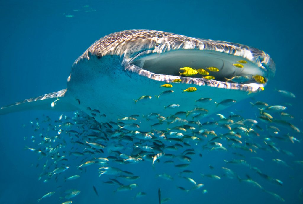 Ningaloo Reef Whalesharks